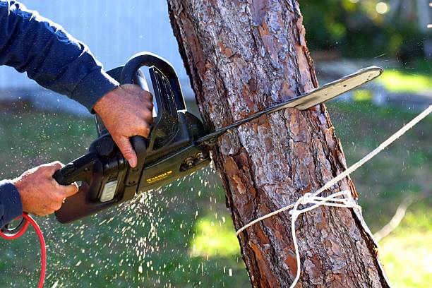 Best Lawn Mowing  in Zillah, WA