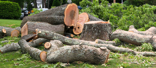 Best Tree Mulching  in Zillah, WA