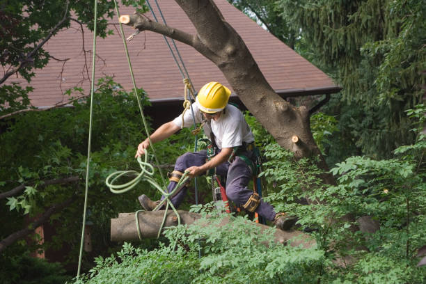 How Our Tree Care Process Works  in  Zillah, WA