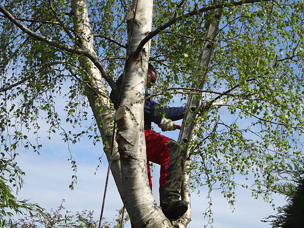 Best Emergency Tree Removal  in Zillah, WA