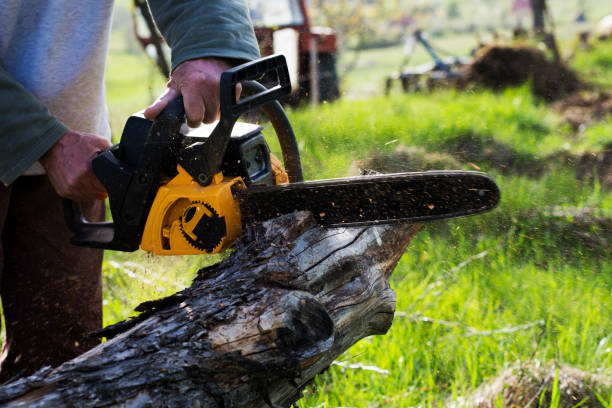 Best Arborist Consultation Services  in Zillah, WA