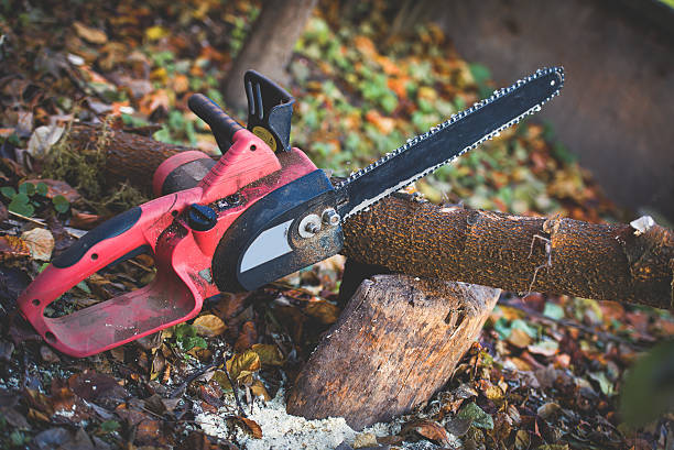 Best Palm Tree Trimming  in Zillah, WA