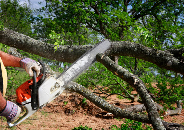 Best Firewood Processing and Delivery  in Zillah, WA